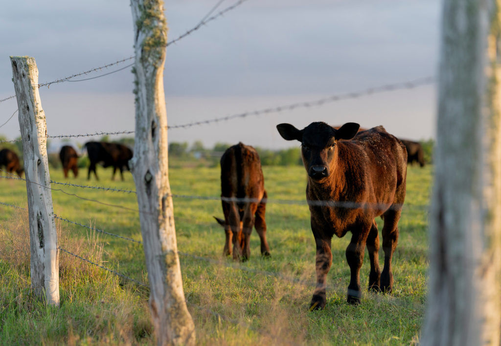 CC Calf in Pasture